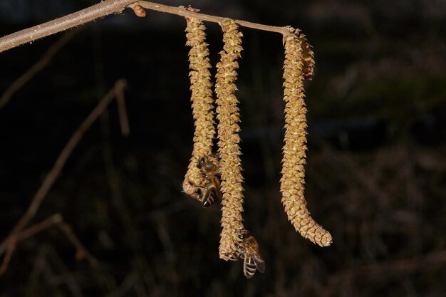 잎이 나기 전 이른 봄에 피어난 개암나무의 Staminate catkins