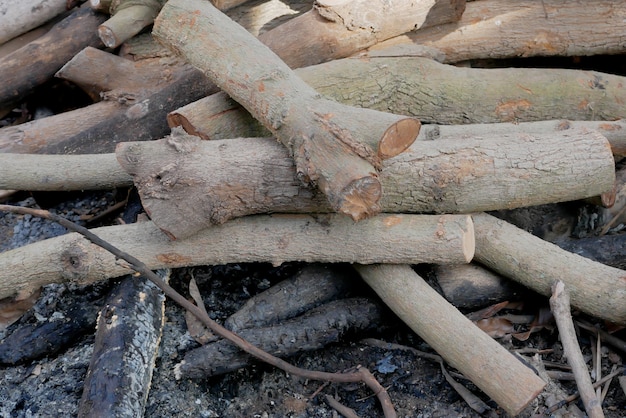 Stammen en takken voor brandhout