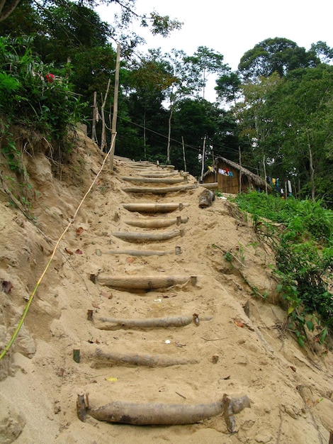 Stammen in Taman Negara nationaal park Maleisië