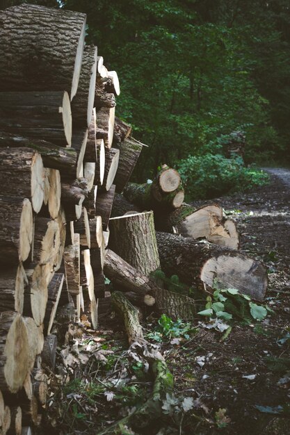 Foto stammen van gezaagde bomen die langs de weg in het bos liggen