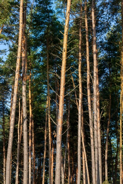 Stammen van hoge oude dennen in het bos