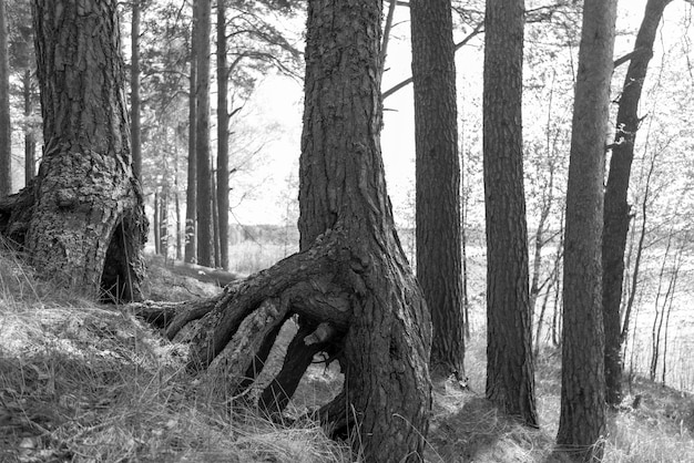 Stammen van oude pijnbomen in het zomerbos