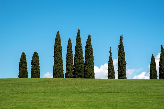 Foto alti cipressi in cima a una collina contro un cielo blu soleggiato