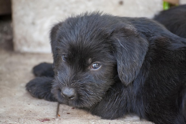 Standaard schnauzer-puppy's