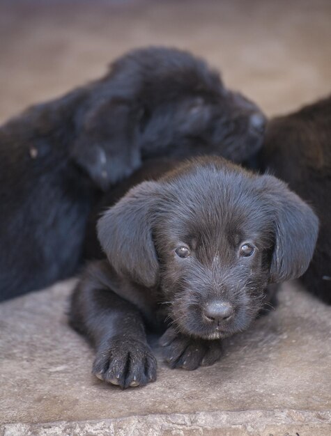 Standaard schnauzer-puppy's