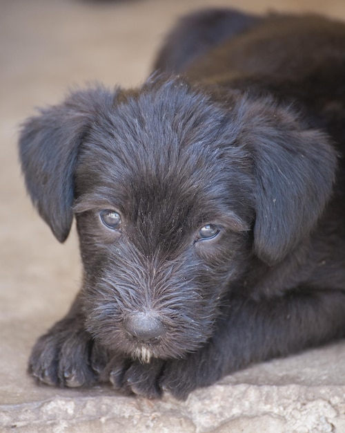 Standaard schnauzer-puppy's