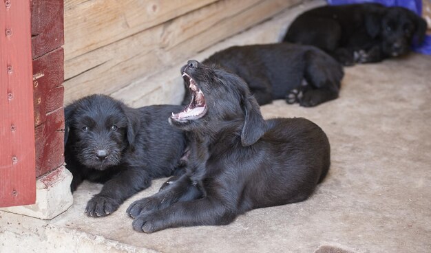 Standaard schnauzer-puppy's