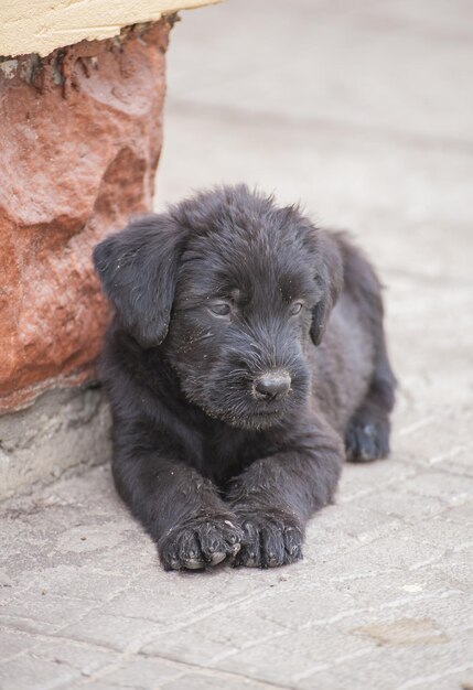 Standaard schnauzer-puppy's