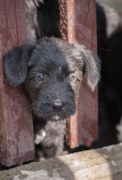 Standaard schnauzer-puppy's