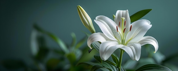 평화로운 환경에서 화이트 릴리의 독자적인 아름다움 개념 화이트 리리 독립적인 아름다움을 평화로운 설정 꽃 사진