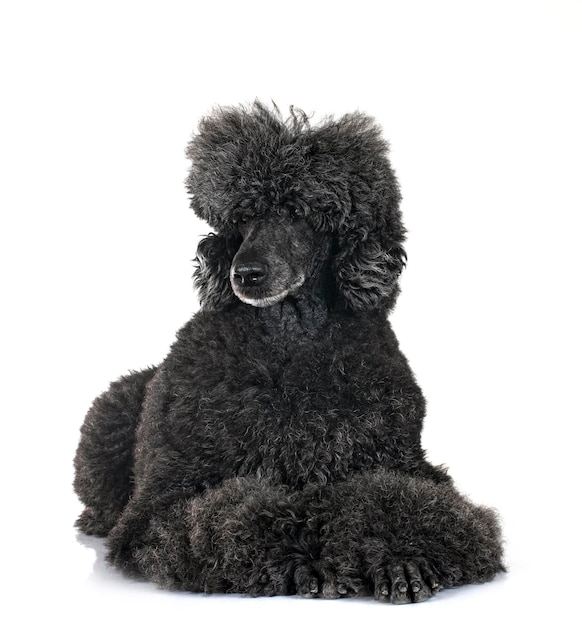 standard black poodle in front of white background