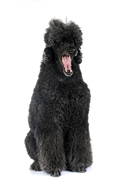 standard black poodle in front of white background