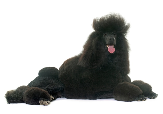 standard black poodle