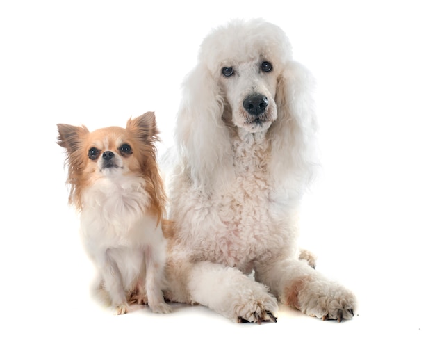 Standard poodle and chihuahua