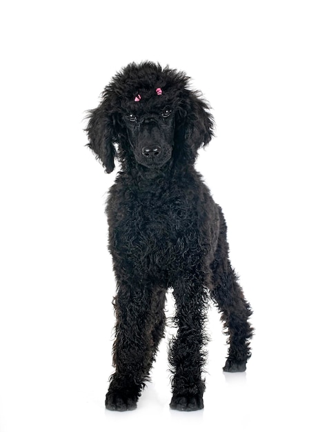 Standard poodle in studio