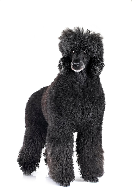 Standard poodle in studio