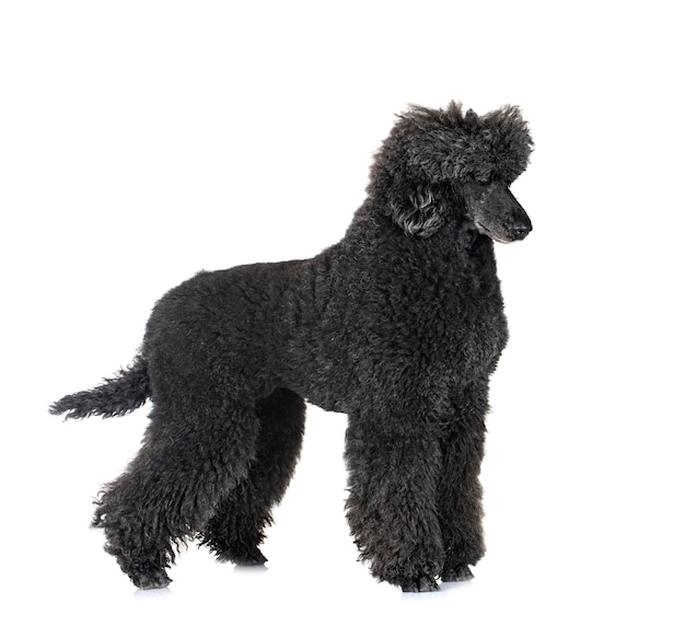 standard poodle in studio