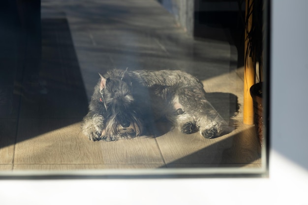 A standard schnauzer dog looks through a glass door