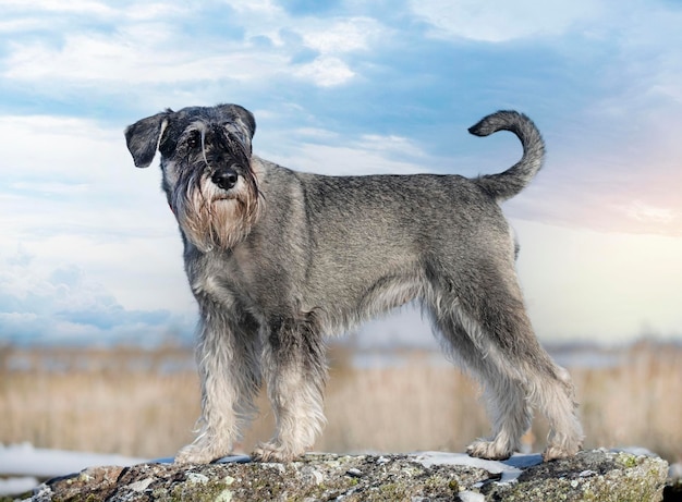 Photo standard schnauzer in nature