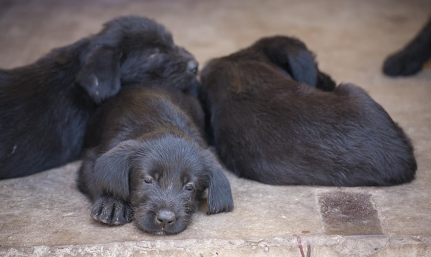 Standard schnauzer puppies