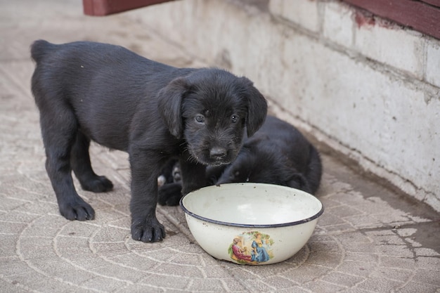 Standard schnauzer puppies