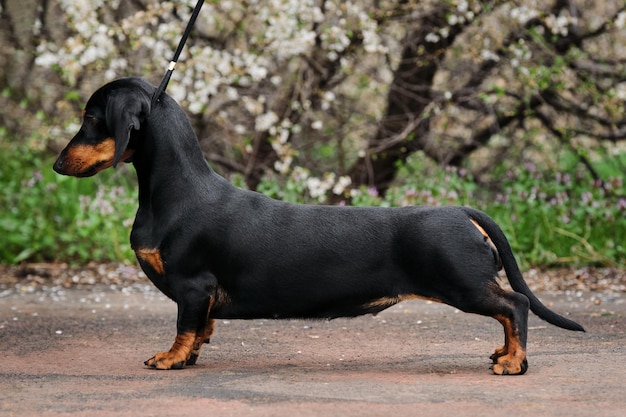 標準的な滑らかな髪のダックスフント花木に対する公園での犬の外部撮影