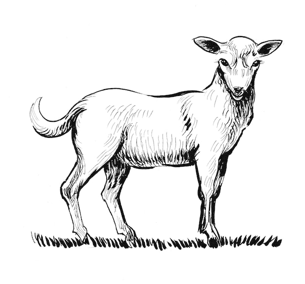 Standing baby sheep. Ink black and white drawing