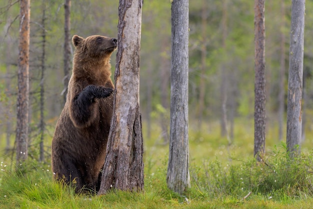 Standing Bear