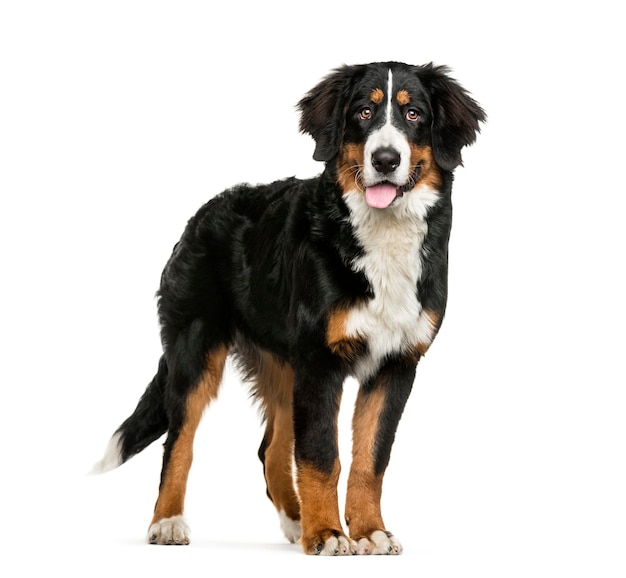 Standing Bernese Mountain Dog, 6 months old, in front of white background