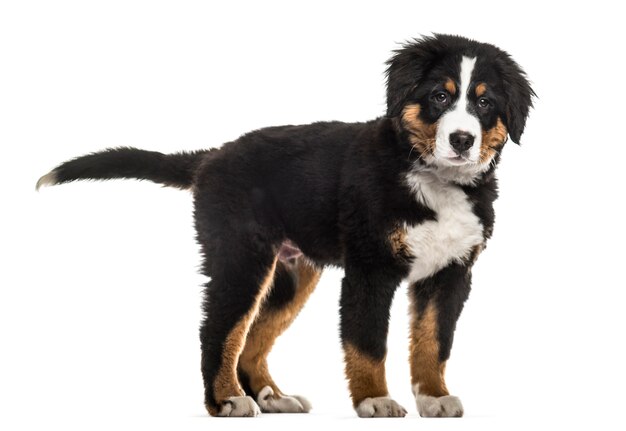 Standing Bernese Mountain Dog