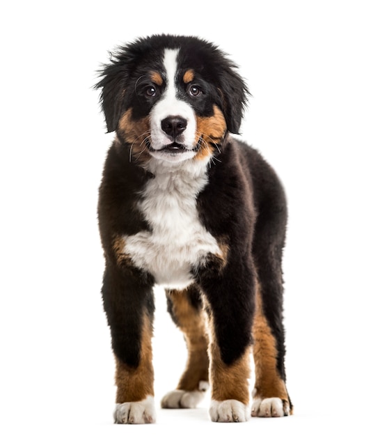 Standing Bernese Mountain Dog