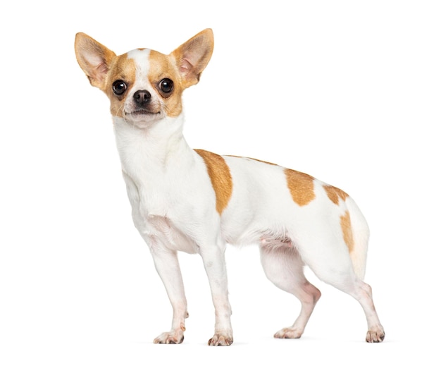 Standing Chihuahua isolated on white