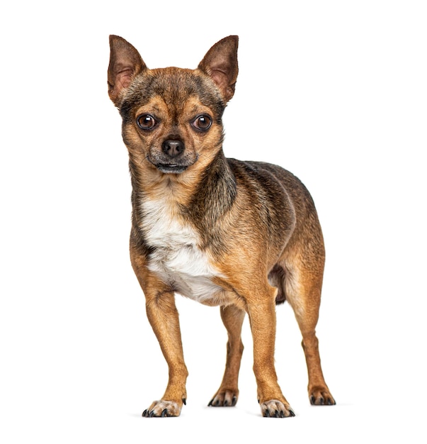Standing Chihuahua isolated on white