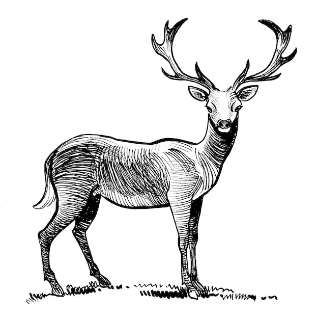 Standing deer Retro styled ink black and white drawing