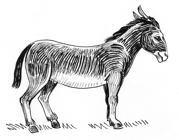 Standing donkey. Ink black and white drawing