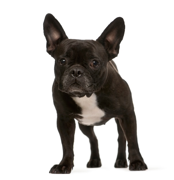 Standing French bulldog dog