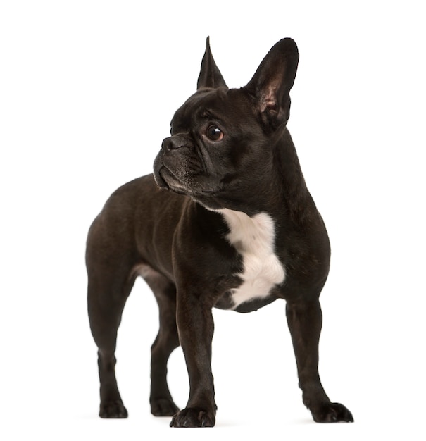 Standing French bulldog dog