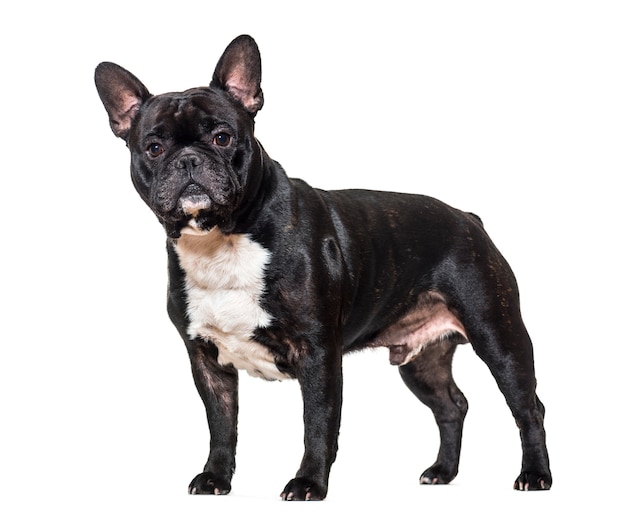 Standing French bulldog dog