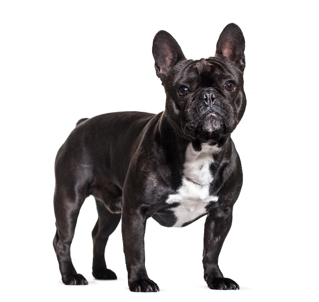 Standing French bulldog dog