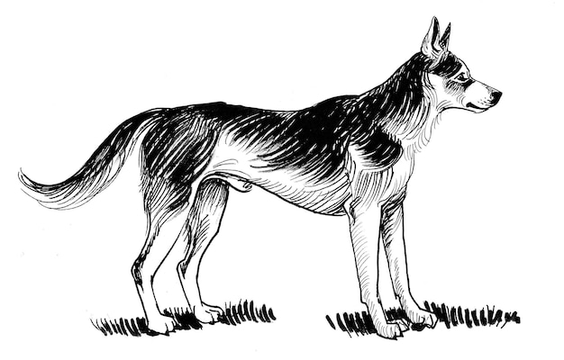 Standing German shepherd dog. Ink black and white drawing