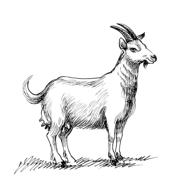 Standing goat. Ink black and white drawing