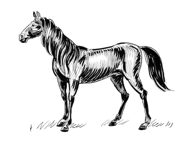 Standing horse. Ink black and white drawing