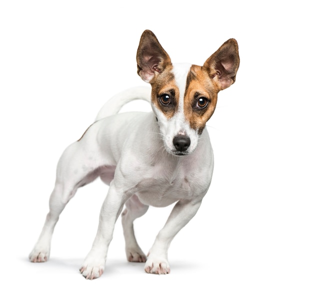 Standing Jack Russell Terrier in front of white background