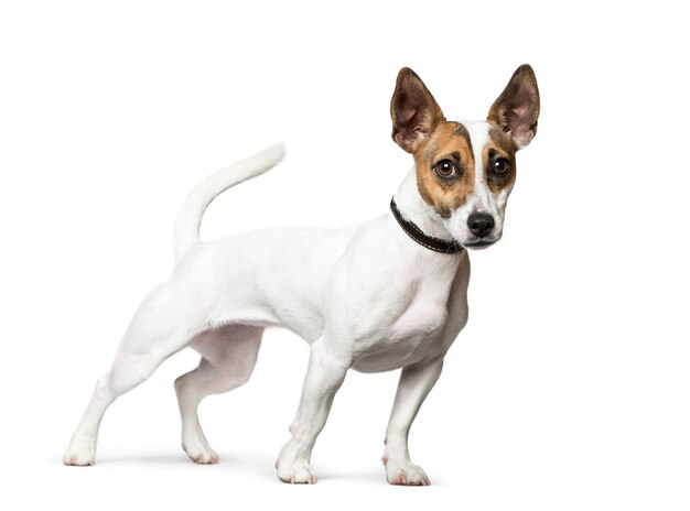 Standing Jack Russell Terrier in front of white background