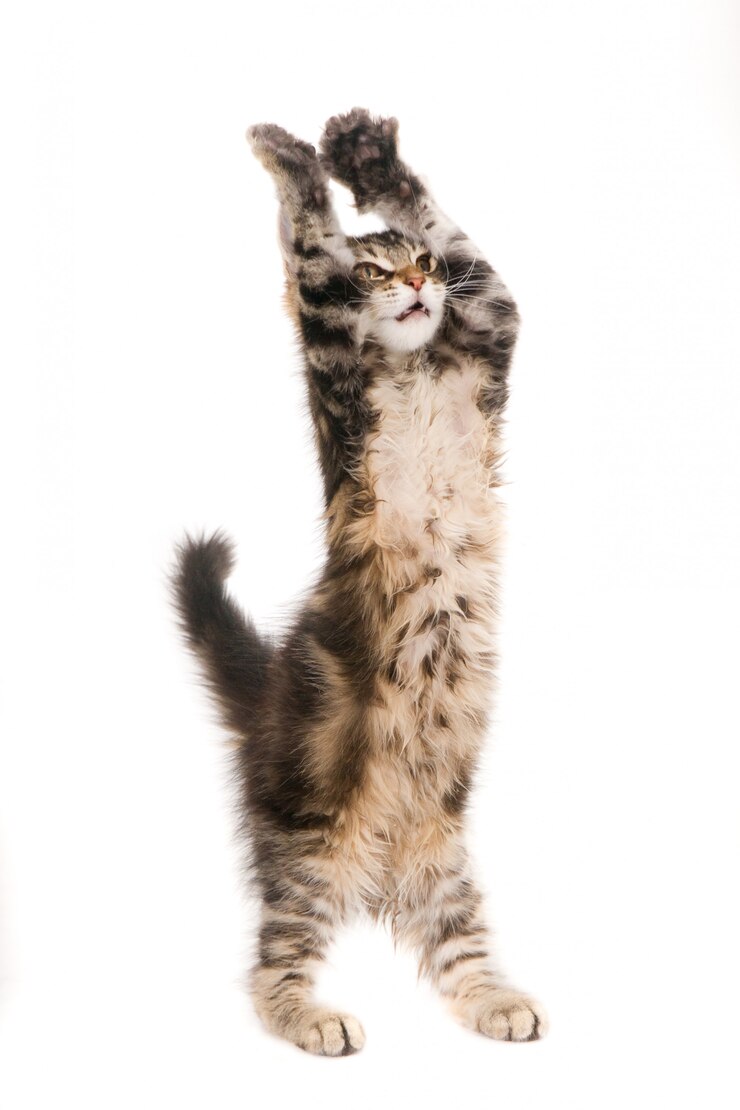 立っている子猫、ストレッチ。白で隔離されます。