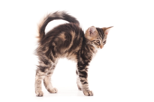 Standing kitten with arched back.