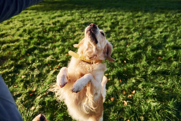 足元に立って美しいゴールデンレトリバー犬が公園で屋外散歩をしています