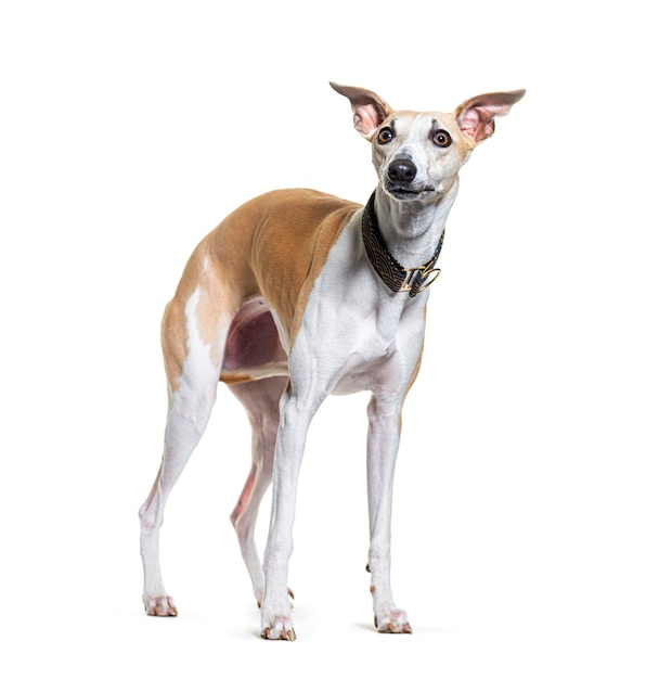 Фото Стоя, глядя вверх, собака-виппет носит ошейник, изолированный на белом