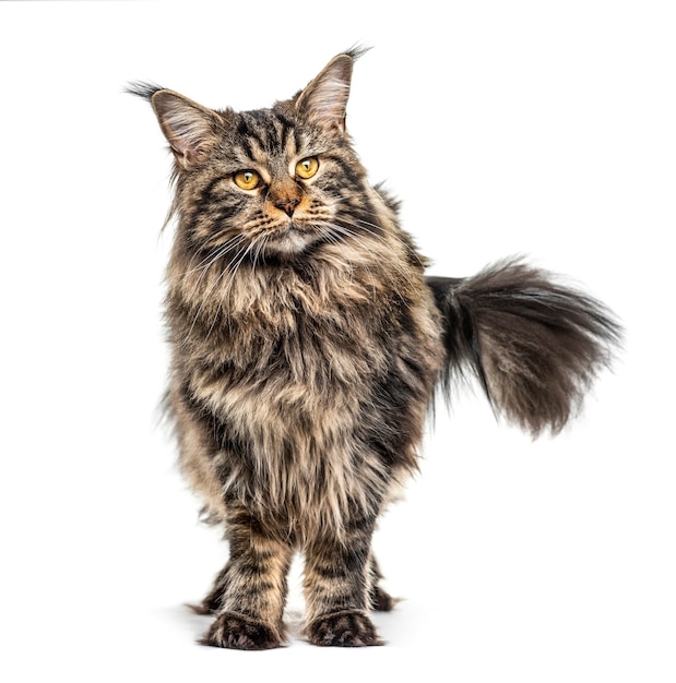 Standing Maine coon, isolated on white