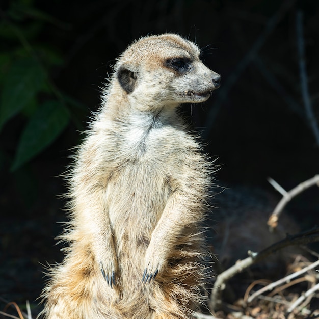 Standing meerkat in a zoo